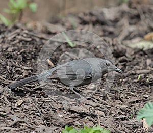 Gray Catbird Walking Through Mulch