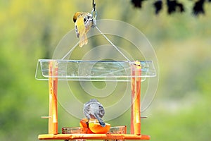 A Gray Catbird and a Yellow Warbler on a birdfeeder