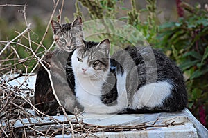 Gray cats posing in grass. Close image cat Oudoor in garden photo