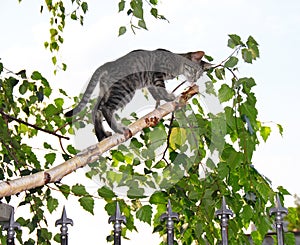 Gray cats on thin cut birch branch