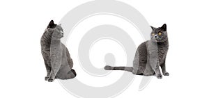 Gray cats on a white background