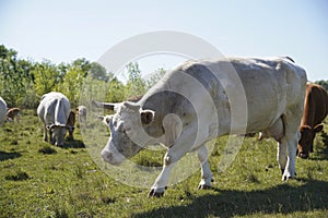 A gray cattle grazes in the grass. keeping cattle outdoors. Blue sky with clouds.