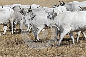 Bulgarian gray cattle