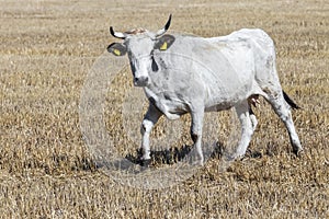 Bulgarian gray cattle