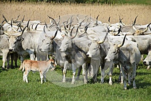 Gray cattles and a young calf