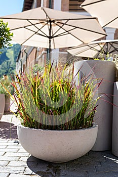 Gray cement-concrete flowerpots with decorative grass Imperata Cylindrica Red Baron on terrace of cafeteria with photo