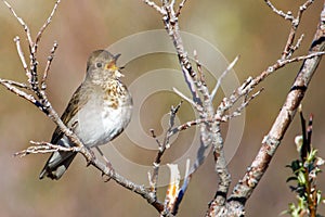 Gray-Cheeked Thrush