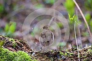 Gray-cheeked Thrush  812414