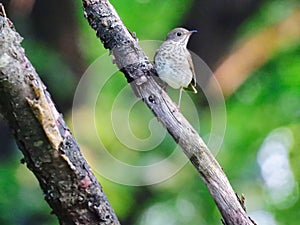 Gray-Cheeked Thrush Bird on a Bare Tree Branch