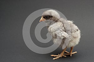 Gray chick