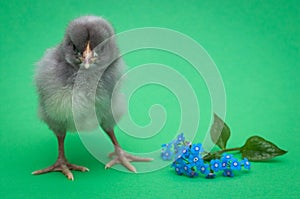 Gray chick. Angry bird