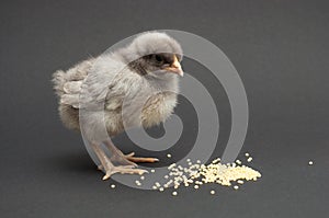 Gray chick on grey background