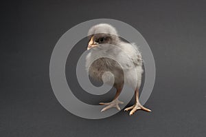 Gray chick is isolated on grey background