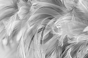 Gray chicken feathers in soft and blur style for background