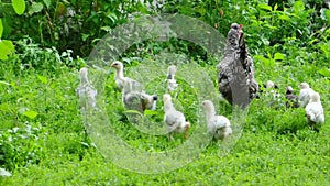 Gray chicken grazes in the green grass with small chickens.