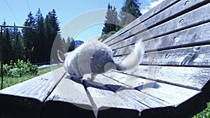 Gray chinchilla on a bench and teenage girl