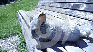 Gray chinchilla on a bench and teenage girl