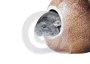 Gray chinchilla hiding in hole