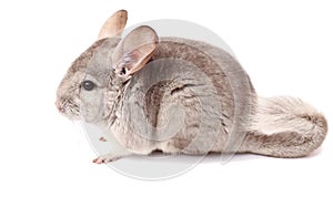 Gray chinchilla on white background, funny animal, chinchilla