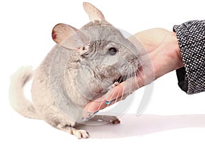 Gray chinchilla on white background, funny animal, chinchilla