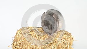 Gray chinchilla on a white background screen.