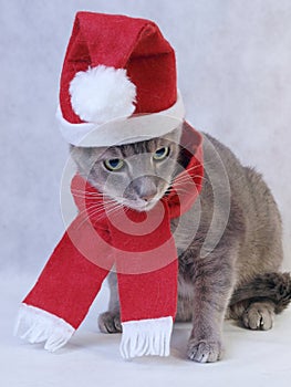 Gray Christmas cat