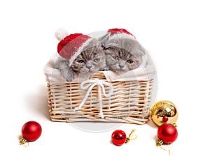 Gray christmas kittens in basket