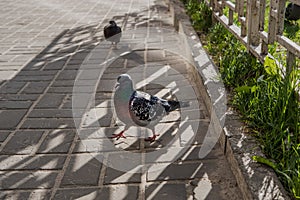 Gray city pigeons on street summer day