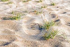 Gray clubawn grass from close