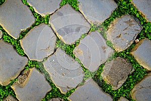 Gray cobblestones of paving stones, between them grows young green shoots of grass.
