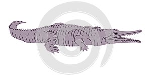 gray color crocodile or alligator wild nature animal big predator dangerous carnivore reptile