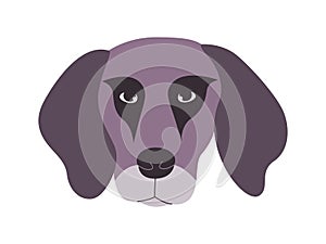 gray color head plott hound dog breed mammal domestic animal with floppy ears cute adorable doggy