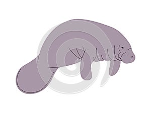 gray color manatee or dugong wild nature sea animal herbivorous mammal ocean creature