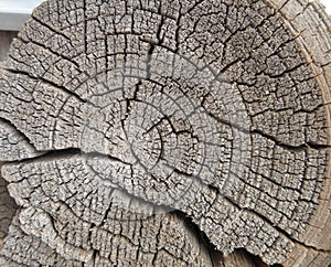 Gray color, sawn texture of an old wooden log