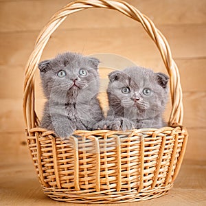 The gray color Scottish fold cats sits in a wicker basket. A playful kittens. Cat food promotion