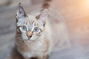 A gray-colored cat sitting on the floor and looking at the camera. Blue eyed cat