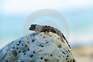 Gray-colored Toki Gecko