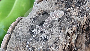 Gray-colored Toki Gecko