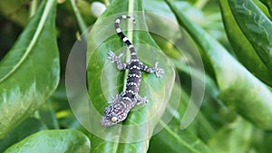 Gray-colored Toki Gecko