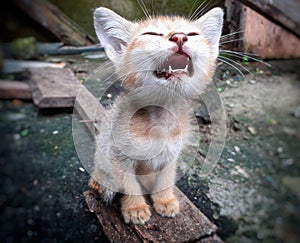 A gray colour hungry kitten crying for food