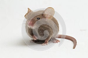 Gray common house mouse isolated on white background