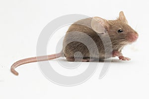 Gray common house mouse isolated on white background