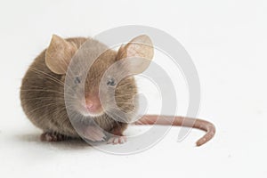 Gray common house mouse isolated on white background