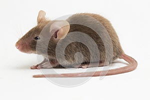 Gray common house mouse isolated on white background