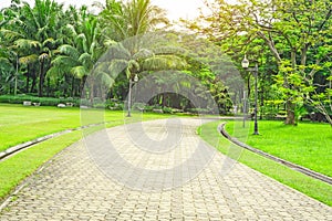 The gray concrete block pavement walkway beside beautiful fresh green carpet grass yard, smooth lawn and evergreen leaf coconut