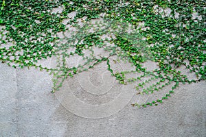 Gray concrete rough wall covered with a green plant. Green ivy wraps around the wall.