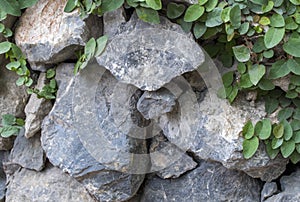 Green leaf slides along the brick wall.