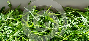 Gray Container of fresh green, natural arugula