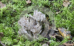 Gray coral, Clavulina cinerea growing among moss
