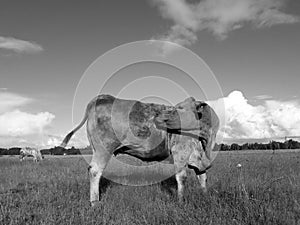 Gray cow lick itself pasture